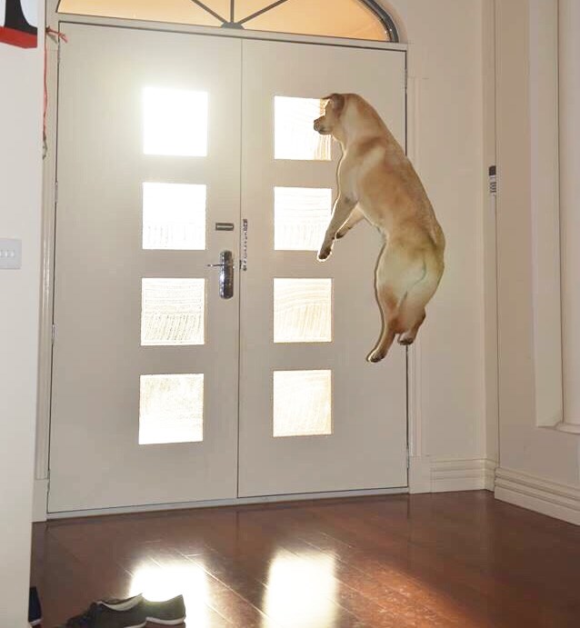 Profesionalno dočekivanje gazde