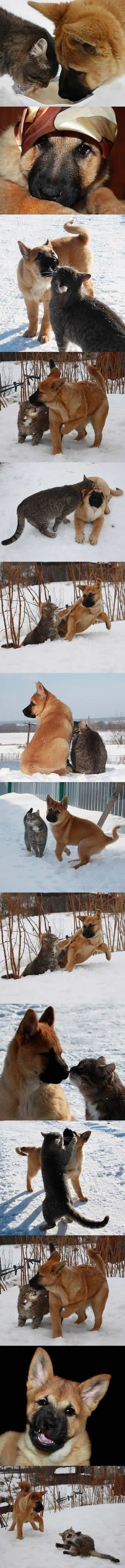 Psi i mačke naopačke: Umjesto svađe, ljubav i igra