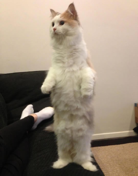 Mačak umislio da je čovjek: Oponaša hod vlasnika