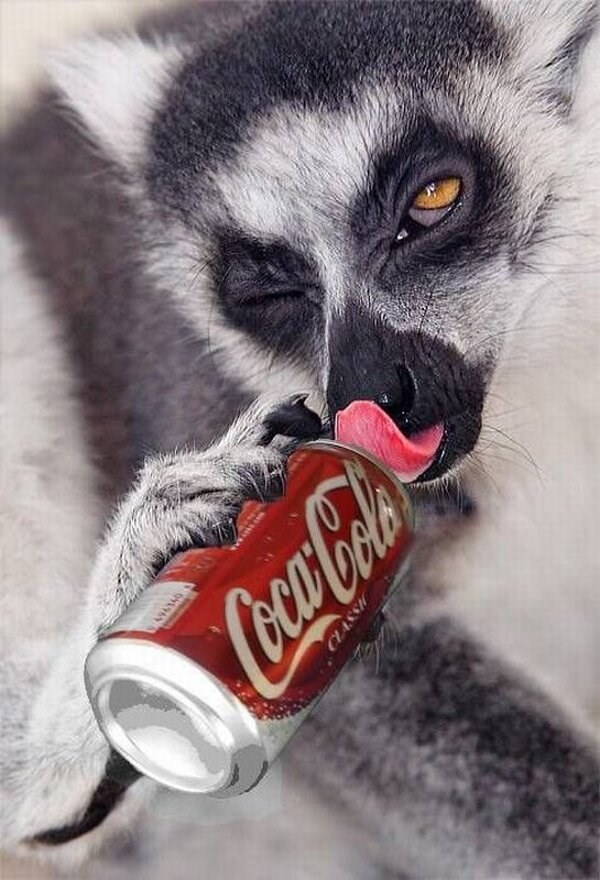 Čak i životinje postaju ovisnici o našim otrovima