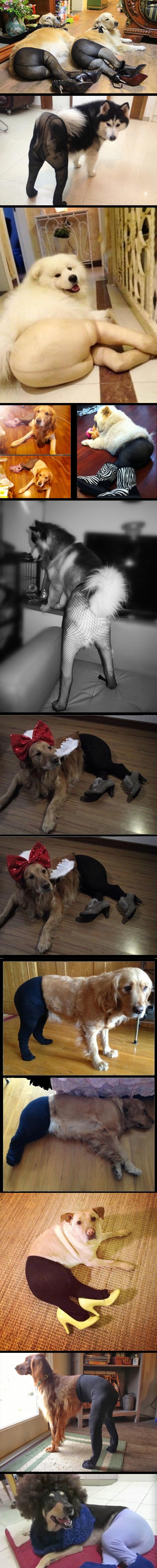 Psi u najlonkama: Kako se to uopće dogodi