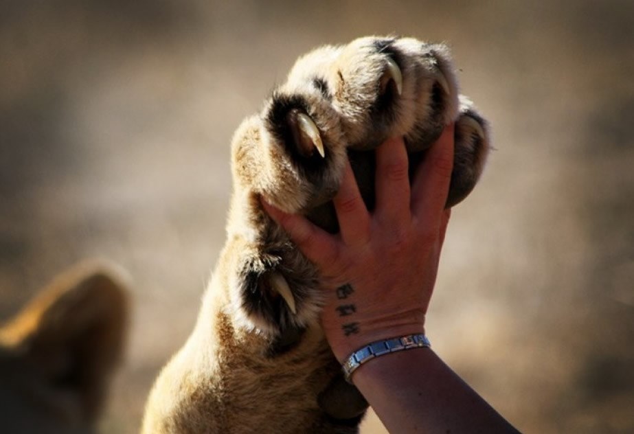 Protiv moćne lavlje šape nemaš nikakve šanse