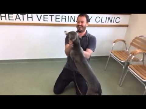 Video: Ukradeni pas poludio od sreće nakon ponovnog susreta s vlasnikom!