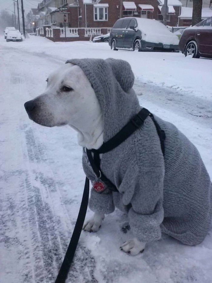 Buraz, rušiš mi ugled u kvartu s ovom oblekicom, gle me...