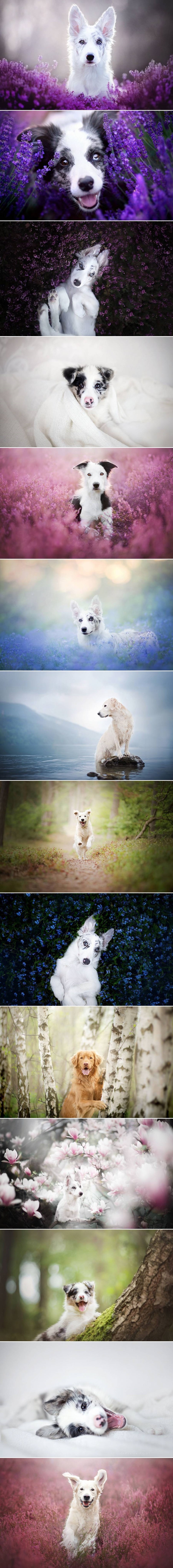 Mrzak vam je ponedjeljak? Ove fotke sretnih psića sve će popraviti, ne brinite!