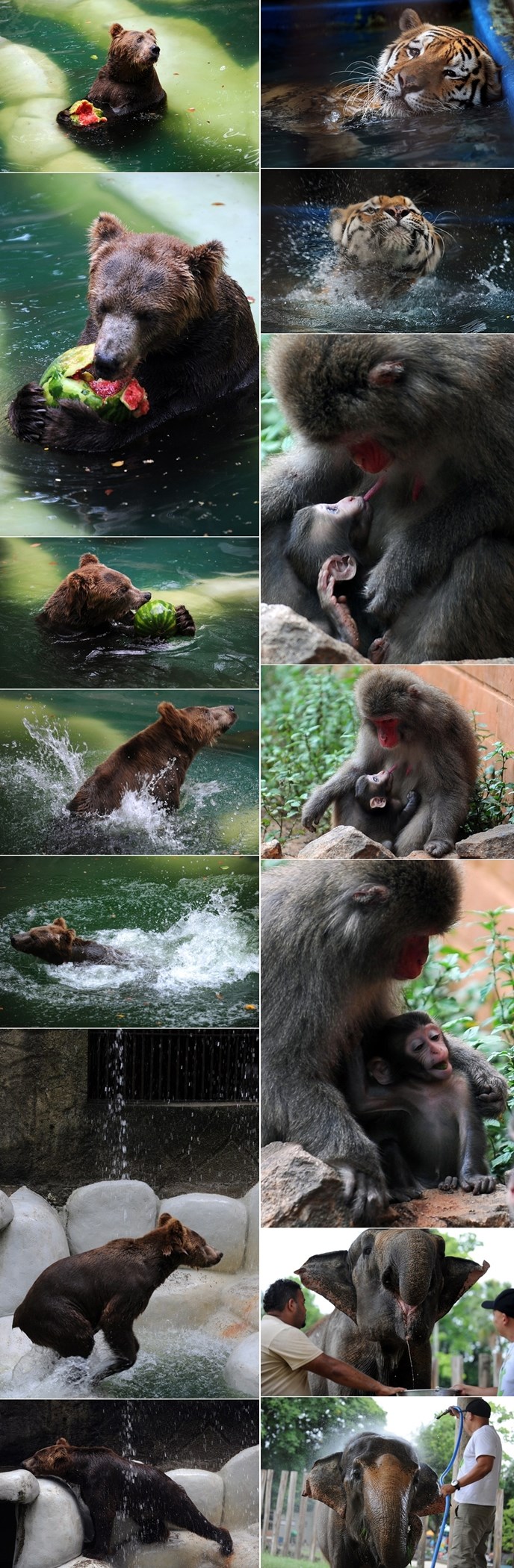 U brazilskom ZOO-u je pakleno vruće - hlađenje slijedi!