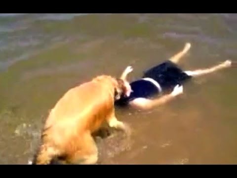 VIDEO: Tisućljećima staro prijateljstvo u najljepšem videu o vjernosti psa