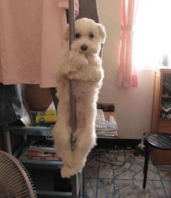 Nije što misliš, plesom si plaća dresuru!