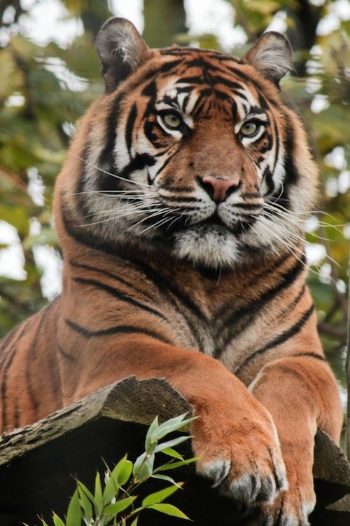 Ljepši su u prirodi nego na zidu nekog impotentnog lovca