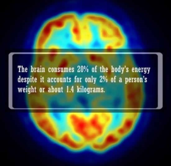Znate li koliko vam energije potroši mozak?