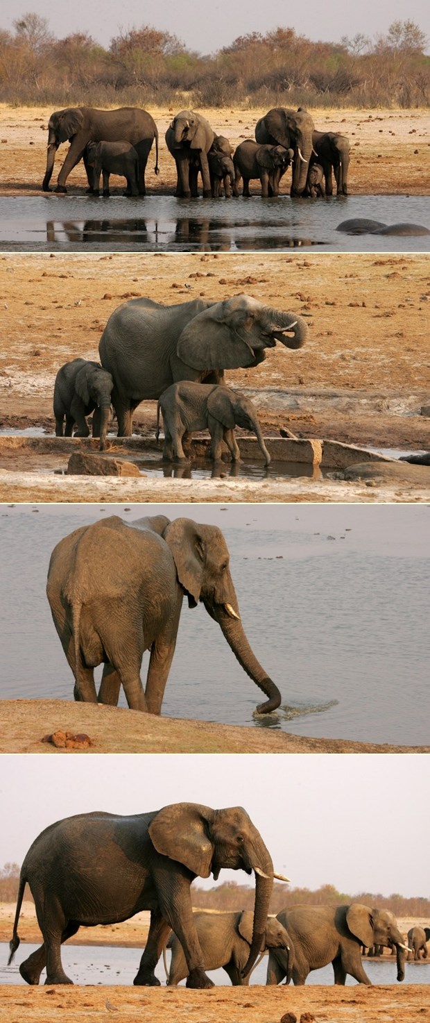 Prekrasni slonovi u divljini Zimbabvea