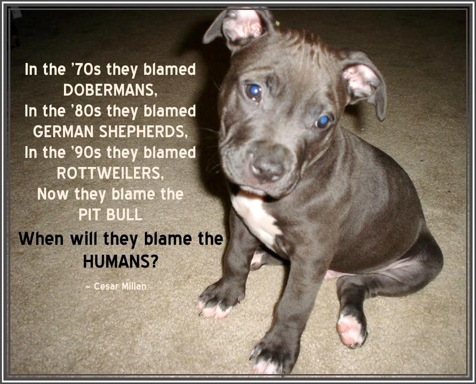 Za napade pasa su uvijek krivi svi - osim čovjeka?