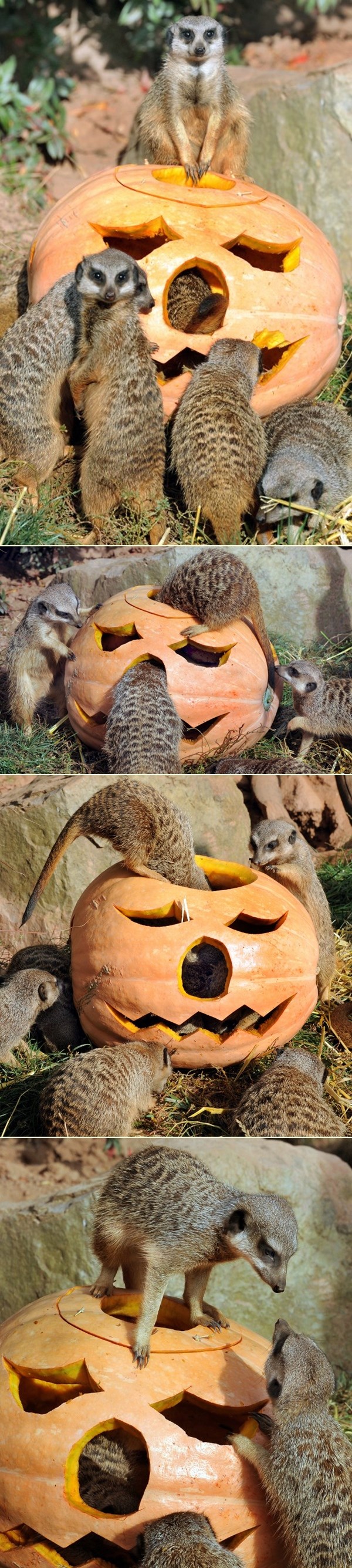 Veseli merkati uživaju u izrezbarenoj bundevi