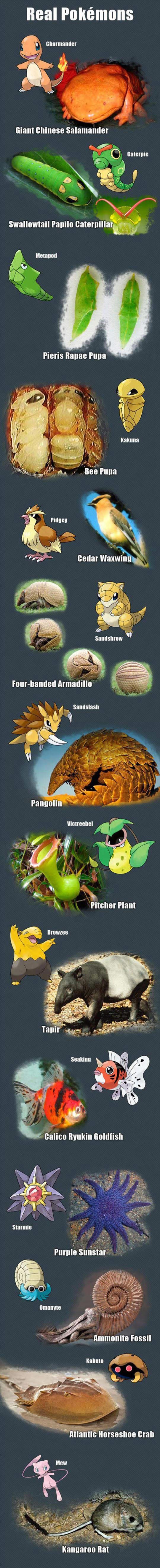 Životinje po kojima su nastali Pokemoni