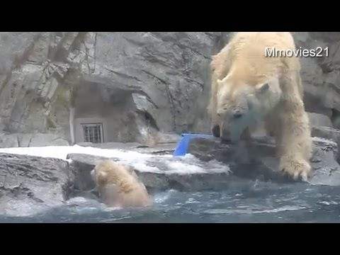 VIDEO: "Upomoć, mama, spasi me!" Cijeli zoo je zatutnjao kad je medvjedica jurnula..