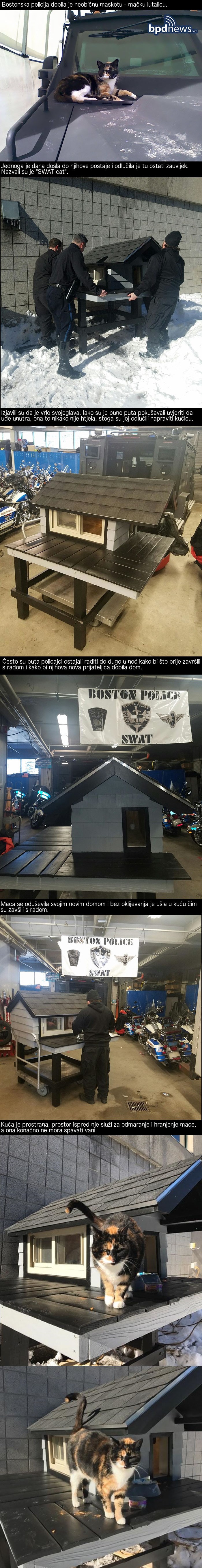 Ova se maca neprestano vraćala bostonskoj policiji, a oni su joj odlučili napraviti novi dom