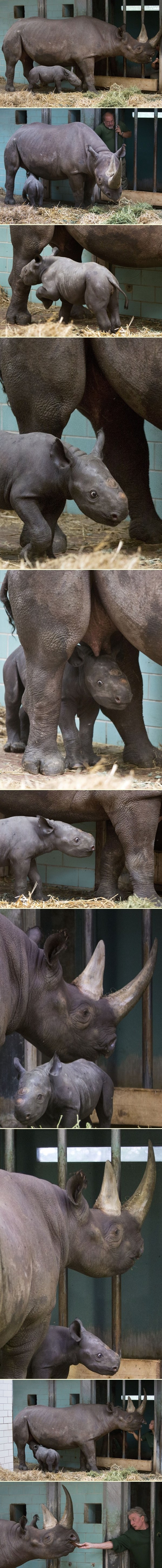 Malena nosorožica ne odvaja se od mame