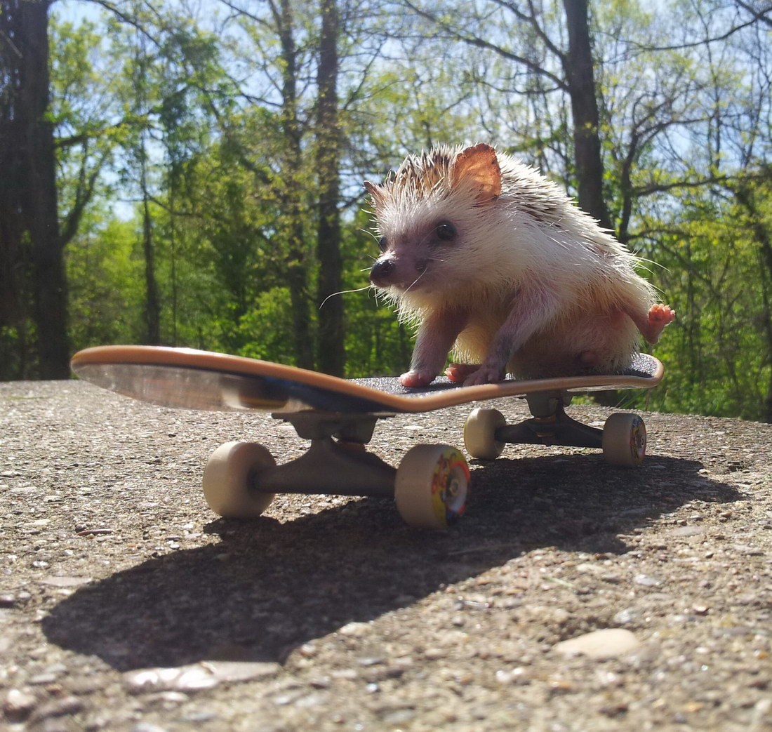 Nema veće face u kvartu od Skejter Ježa