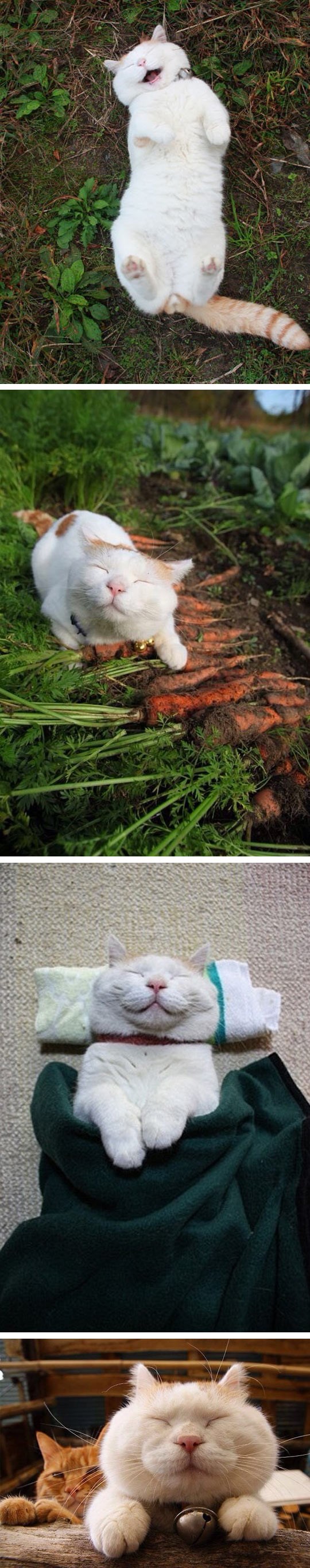 Najsretnija maca na svijetu