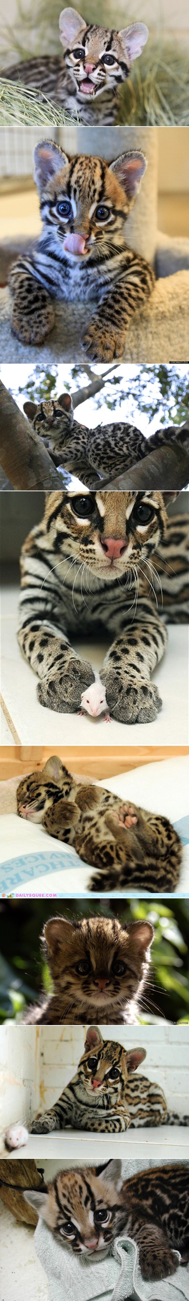 GALERIJA: Kad ste zadnji puta vidjeli nešto ovako slatko?