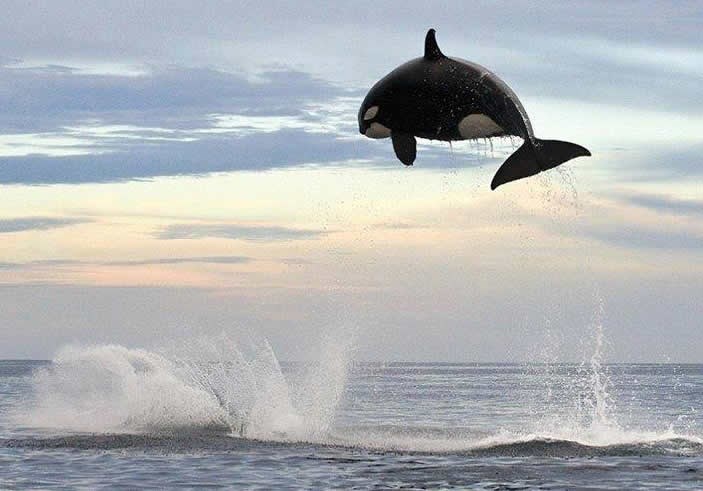 Kit ubojica od 8 tona skakuće 5 metara u zrak