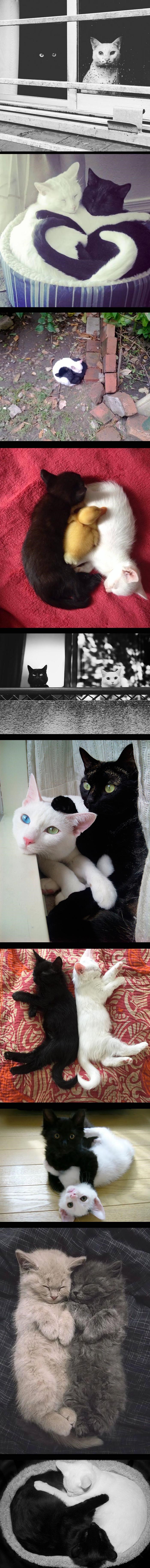 Crno bijeli mačji svijet: Lista prekrasnih maca