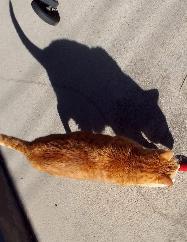 Profesijom mačka, u duši štakor?