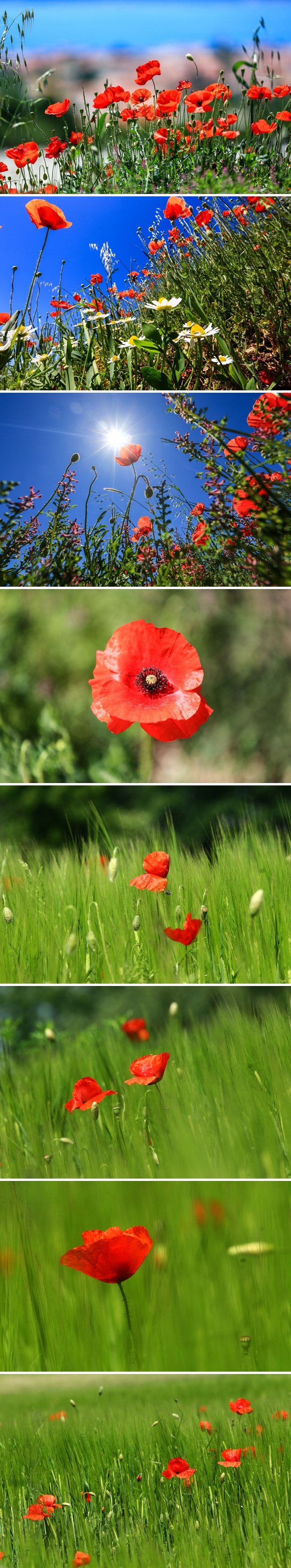 Uživanje u poljima maka