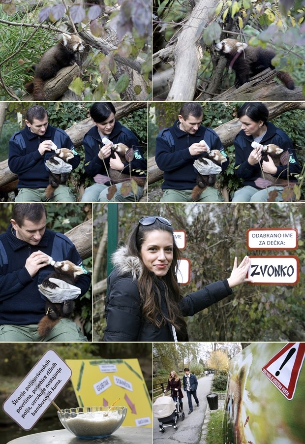 Crvene pandice iz zagrebačkog ZOO-a nazvane Popi i Zvonko