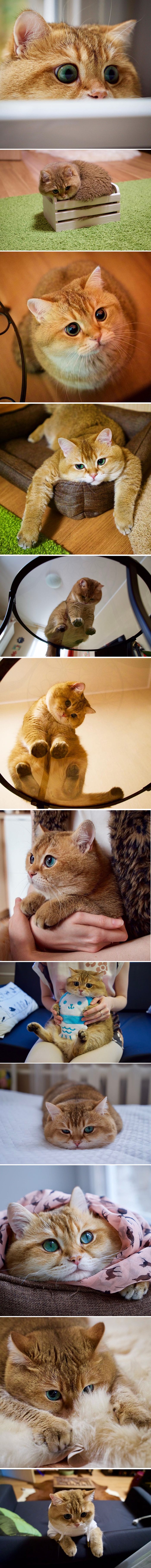 Ovo je Hosico, najslađi mačak Instagram svijeta