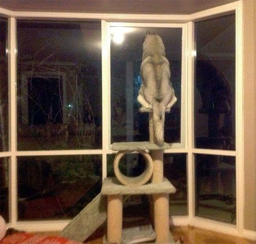 Mačka? Ne, nisam vidio mačku!