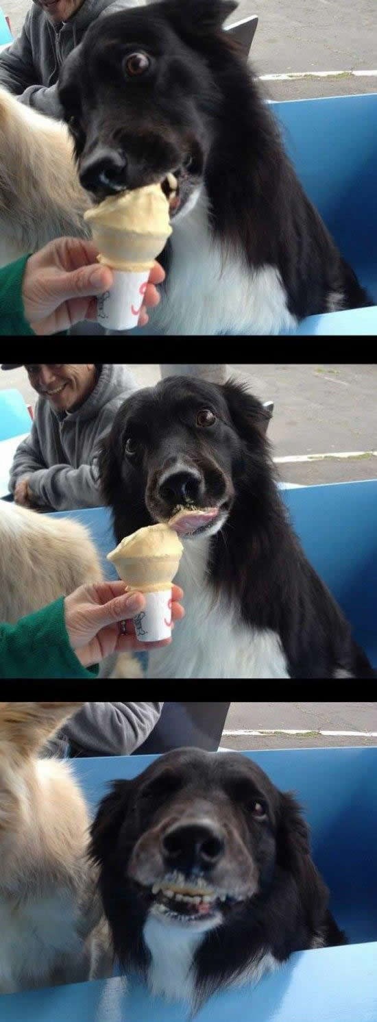 Pas upoznao sladoled