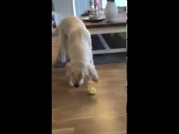 Video: Pas se šokirao na limun, fuj bljak!