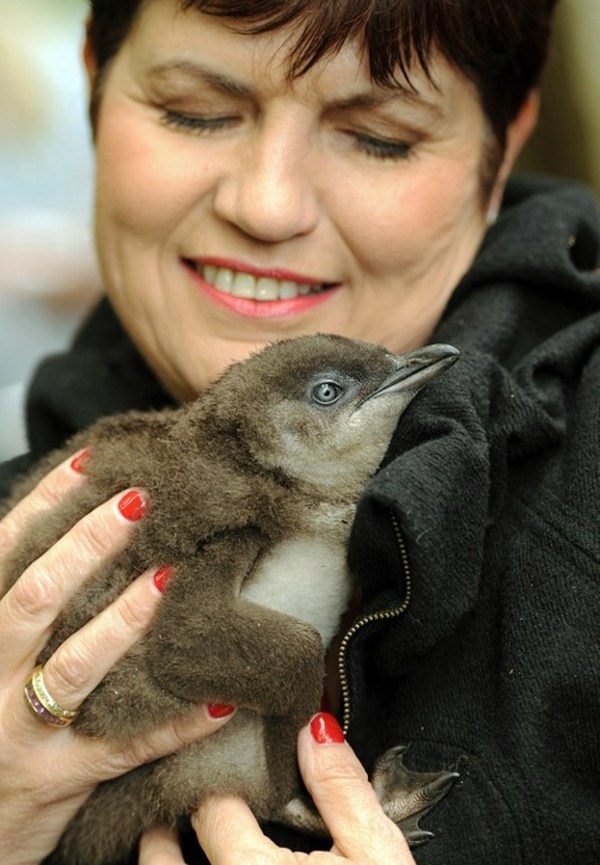 Mali pingvin stisnuo se u zagrljaj