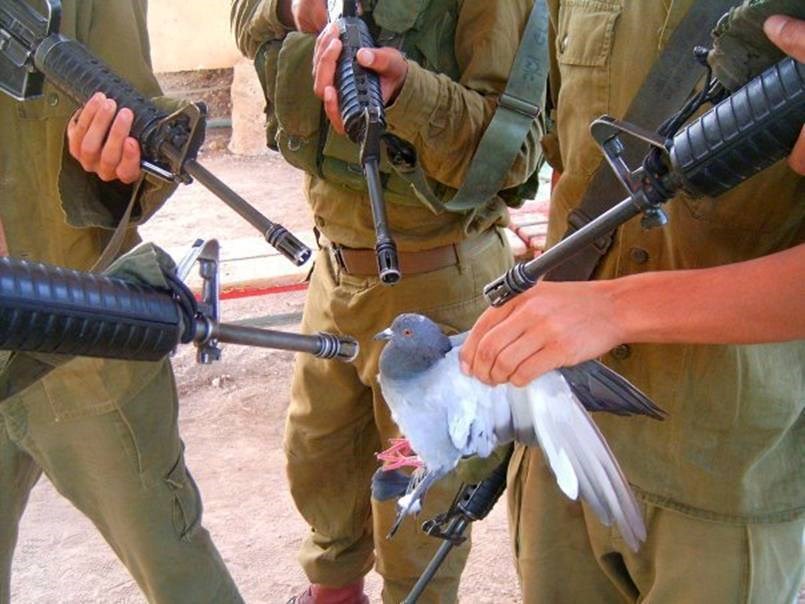 Golub mira i tolerancije posjetio Hrvatsku i naje...