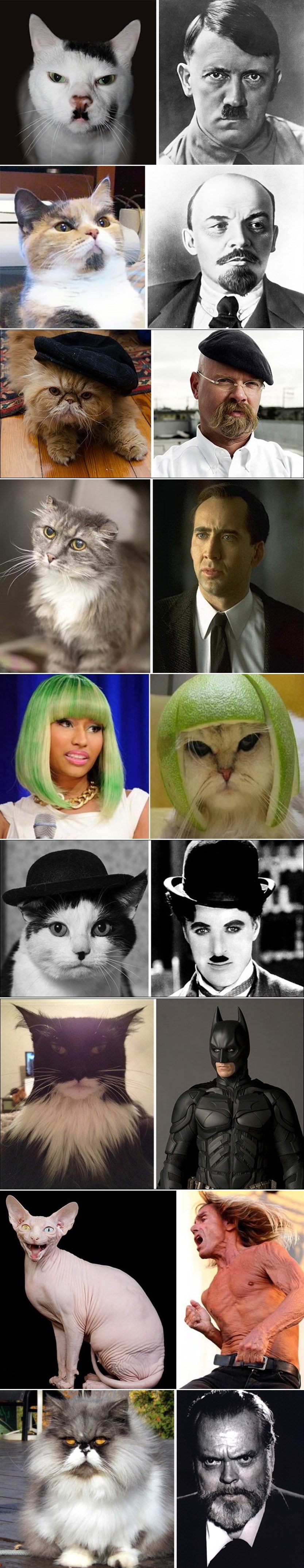 GALERIJA: Mačke dvojnici slavnih ličnosti?