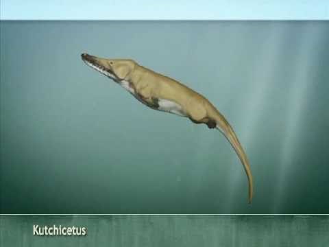 EVOLUCIJA KITA: Od kopnenog zubatog lovca do diva morskih dubina