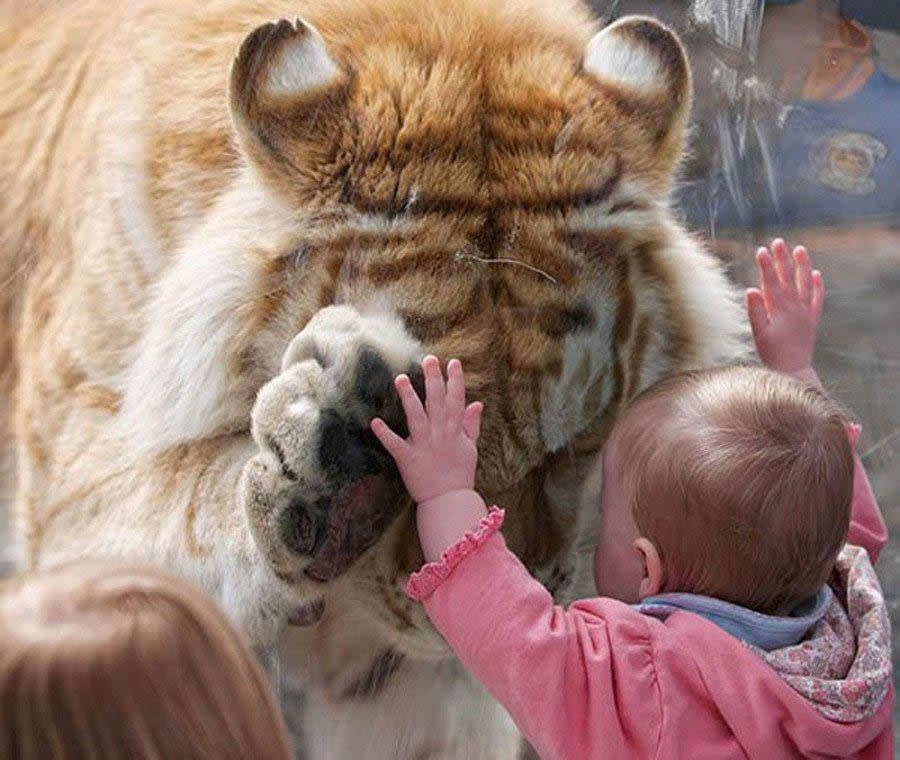Zatočeni tigar tužno pozdravio znatiželjno dijete