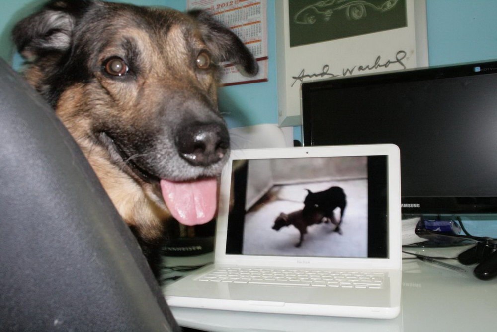 Pas voli pornjavu: Zločesti sladogleđa uhvaćen na djelu