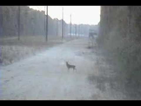 VIDEO: Najnesposobniji lovac i najgluplji jelen