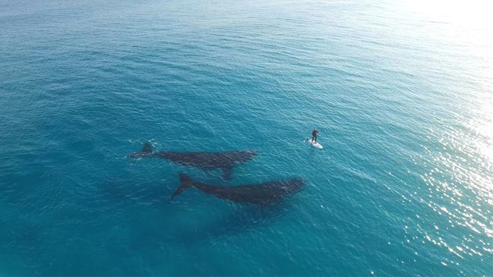VIDEO: Dronom snimio predivne prizore kitova kako plivaju uz majušnog čovjeka
