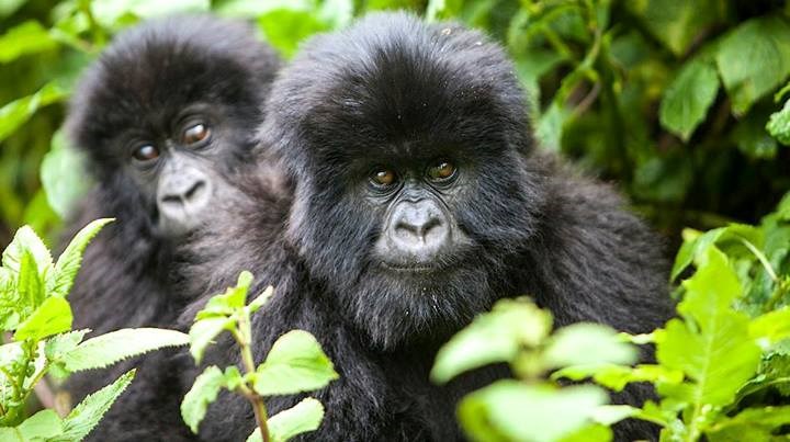 Ma tko to mene gleda