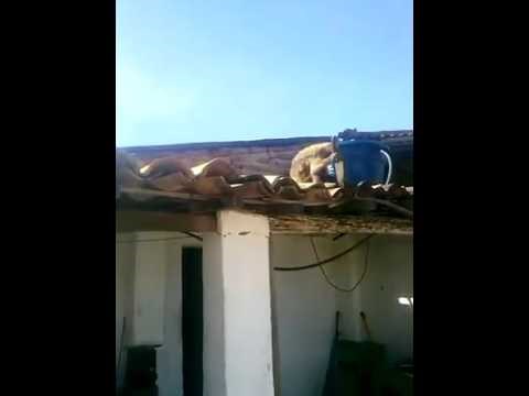 Majmun se napio, uzeo nož i popeo se na krov kafića