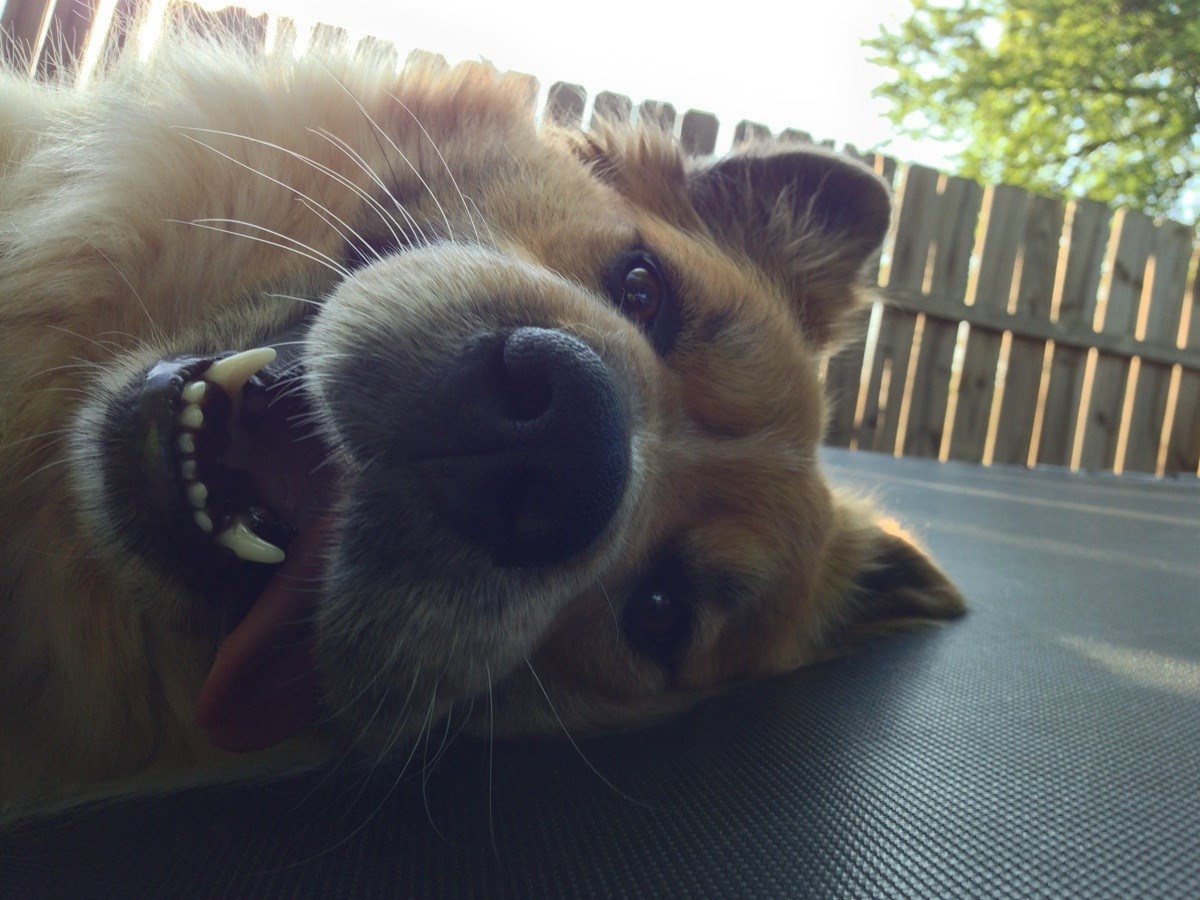 Jesi za igranje i maženje? Jesi, jesi, znam da jesi!