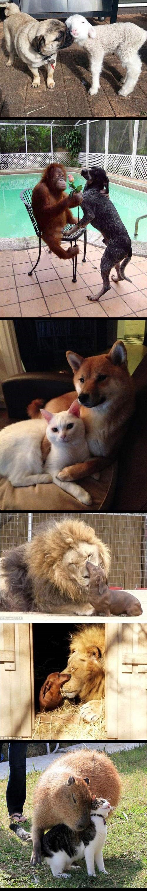 Zaljubljene životinje ne brinu za razlike