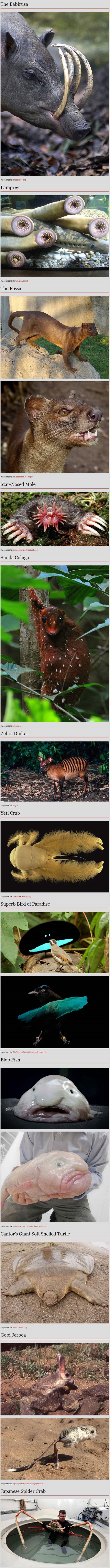 Čudnovate i totalno neobične životinje iz Australije