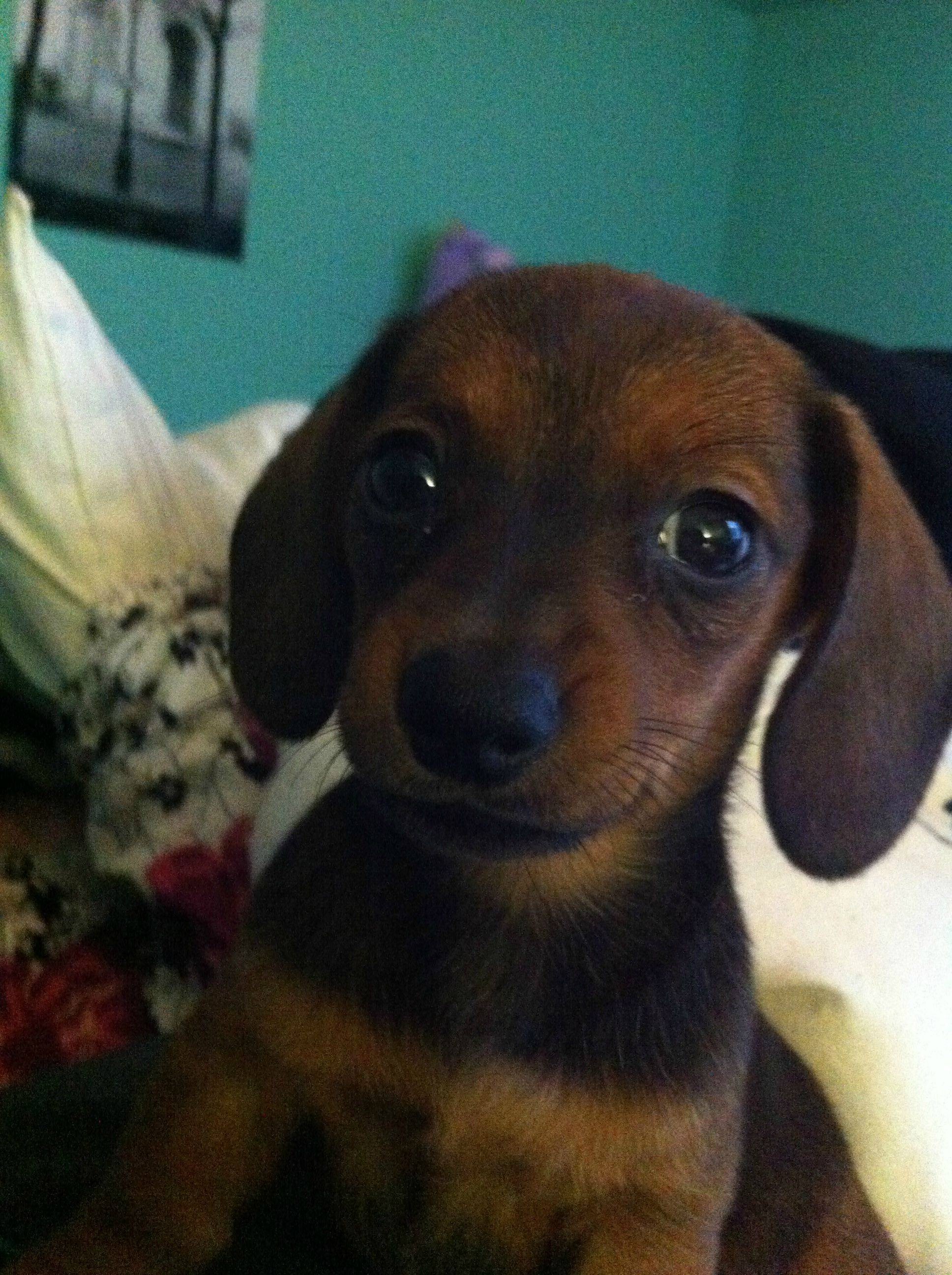 Da ti ovaj mališa kaže "sjedi!", sjela bi, priznaj!