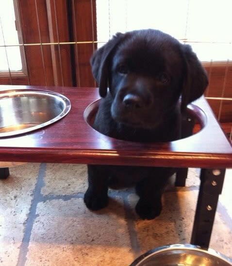 Psić na direktno ubrizgavanje: Zdjelica dobila nogu