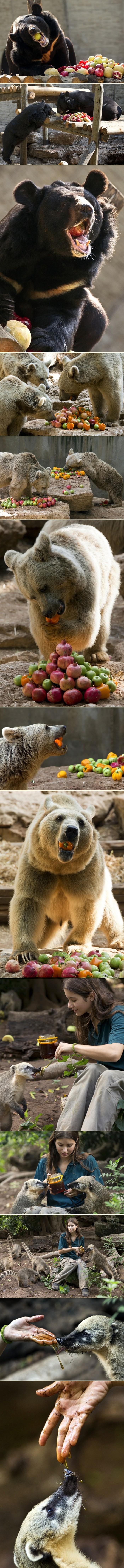 Med i jabuke kao ZOO poslastica uoči židovske Nove godine