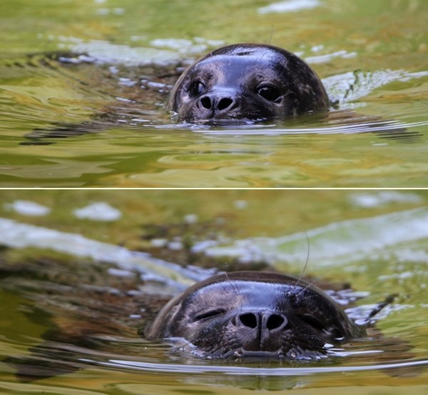 Simpa morske lavice Helge i Lara uživaju u plivanju